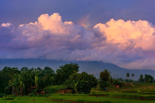 Beautiful morning view indonesia Panorama Landscape paddy fields with beauty color and sky natural light