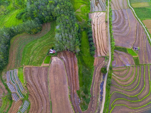 美しい朝の景色 インドネシア パノラマ風景 美しい色と空の自然と水田