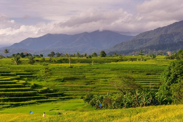 美しい朝の景色 インドネシア パノラマ風景 美しい色と空の自然と水田