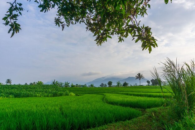 Beautiful morning view indonesia Panorama Landscape paddy fields