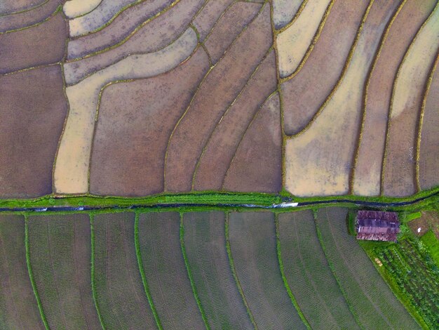 Beautiful morning view of indonesia Panoramic view of rice fields with beautiful colors and natural