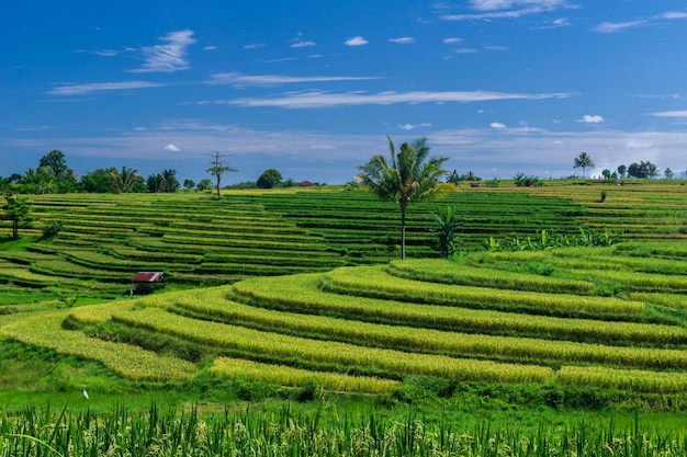 Красивый утренний вид в Индонезии, панорамный вид на рисовые поля с красивыми террасами на горе