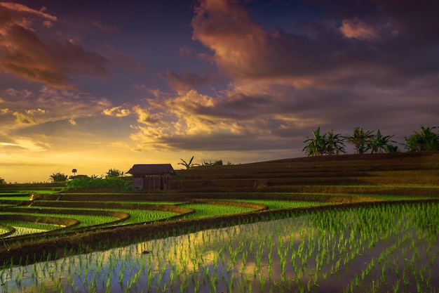 Bella vista mattutina dell'indonesia vista panoramica delle terrazze di riso e del tramonto