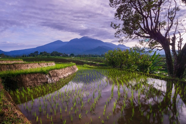 日光の下で山に水が反射するインドネシアの美しい朝の景色