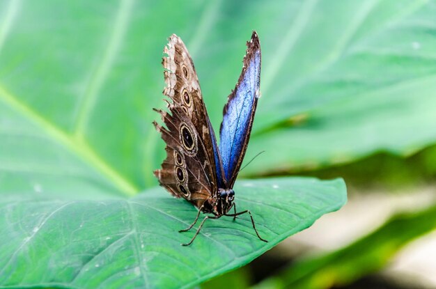 Красивая бабочка Morpho Peleides Blue Morpho на зеленых листьях