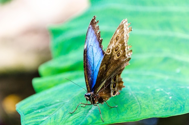 녹색 잎에 아름다운 Morpho Peleides Blue Morpho 나비