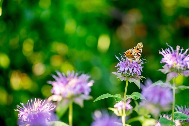 緑のマクロ写真の背景に紫の花に美しい雑多な蝶