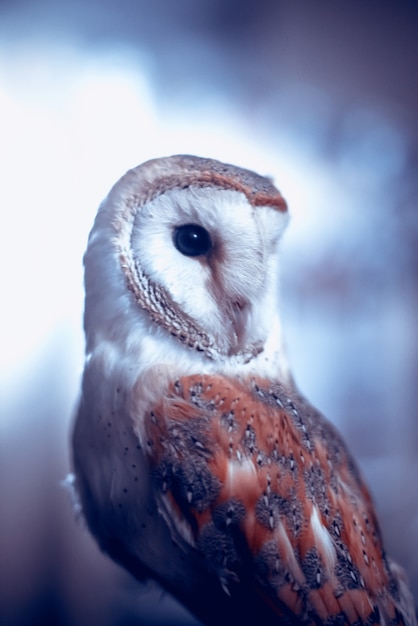 Beautiful motley owl closeup Tyto albahead Night Hunter