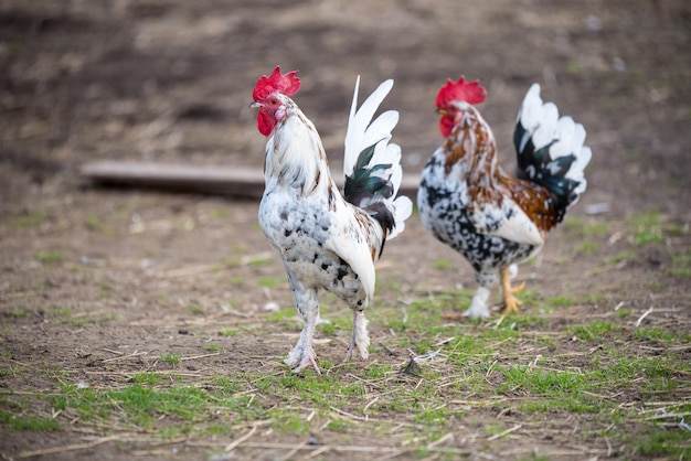 Beautiful motley rooster walks around the yard in village