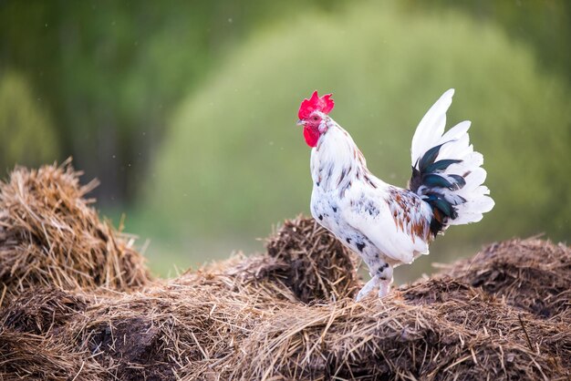 Beautiful motley rooster walks around the yard in village