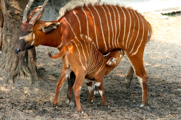 Beautiful Mountain bongo with its baby