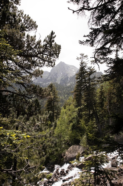 美しい山の森の風景