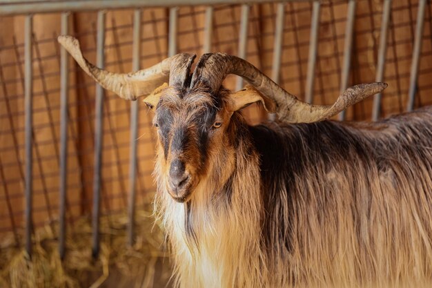 美しい山羊 山羊の肖像画 動物園で大きな角を持つ山羊