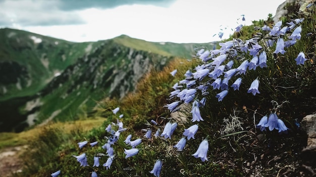 Bellissimo paesaggio di montagna delle montagne verdi dei carpazi e delle scogliere di shpytsi