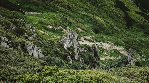 Carpathians 녹색 산과 Shpytsi 절벽의 아름다운 산 풍경