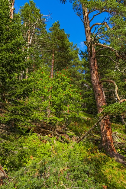 Beautiful mountain landscape, forest and clouds