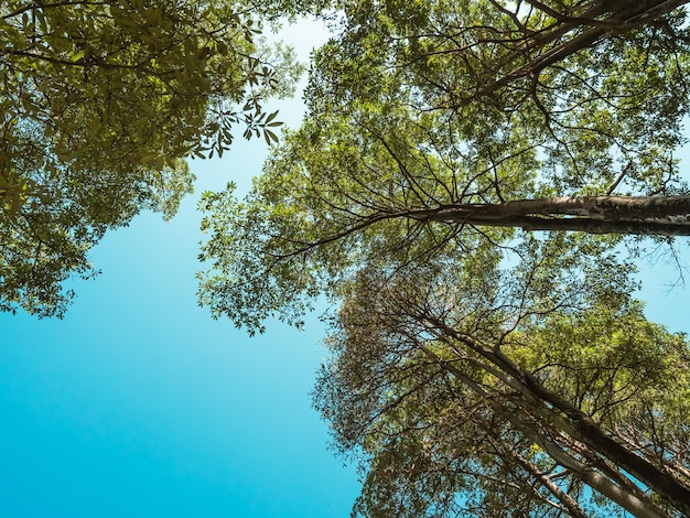 Foto il bellissimo sentiero di montagna circondato da alberi