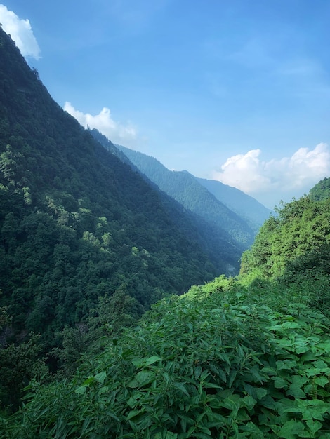 緑の木と美しい山の写真