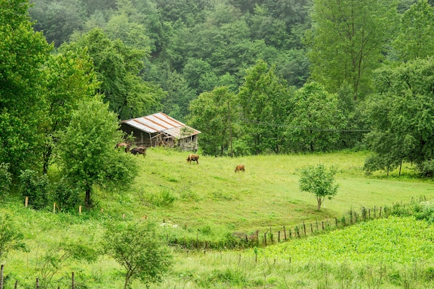 ハイランドと木々への美しい山の景色