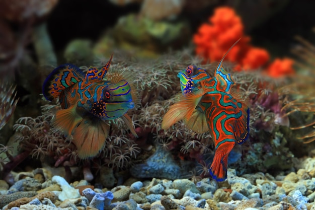 Beautiful multi color mandarin fish fighting