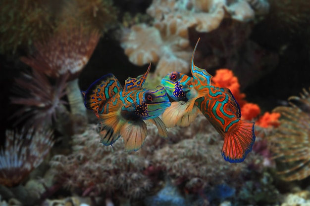 Beautiful multi color mandarin fish fighting