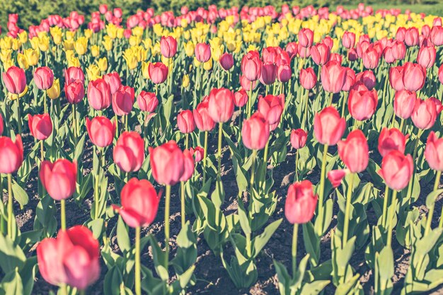 Beautiful multi color tulips background with selective focus. Spring flowers background