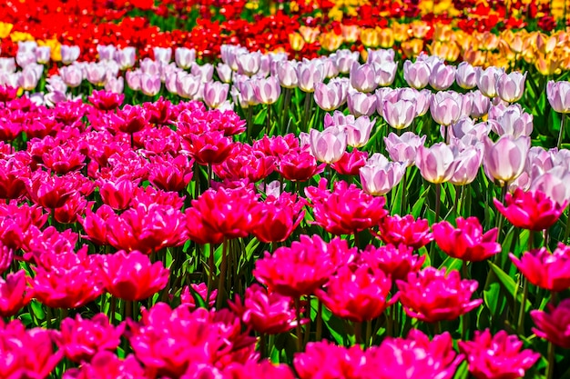 Beautiful multi color tulips background with selective focus. Spring flowers background