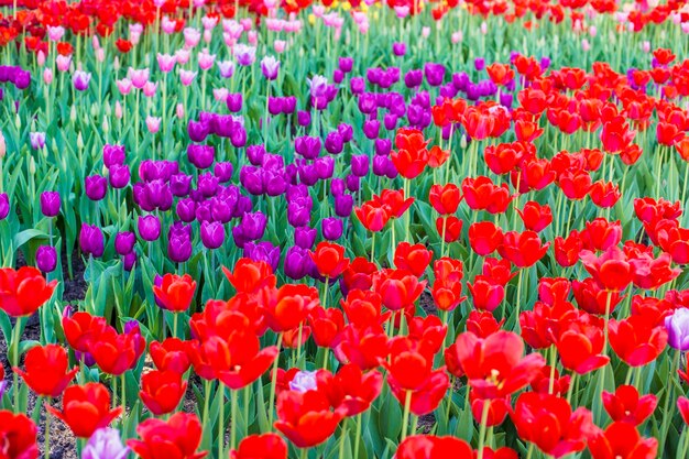 Beautiful multi color tulips background with selective focus. spring flowers background