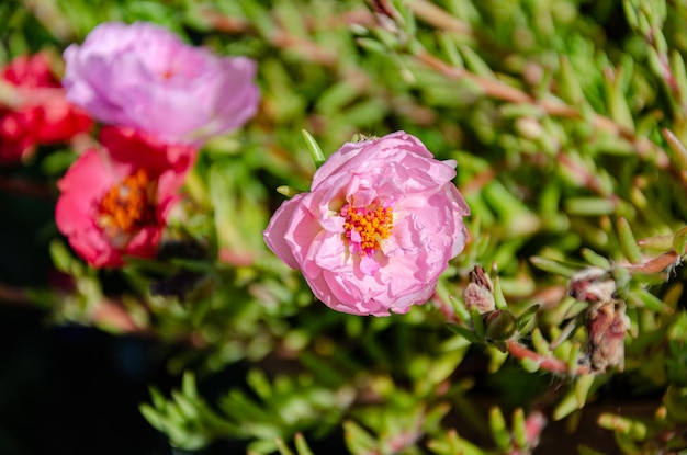 Photo beautiful multi-colored purslane flowers in the garden on a summer day. the beauty and diversity of