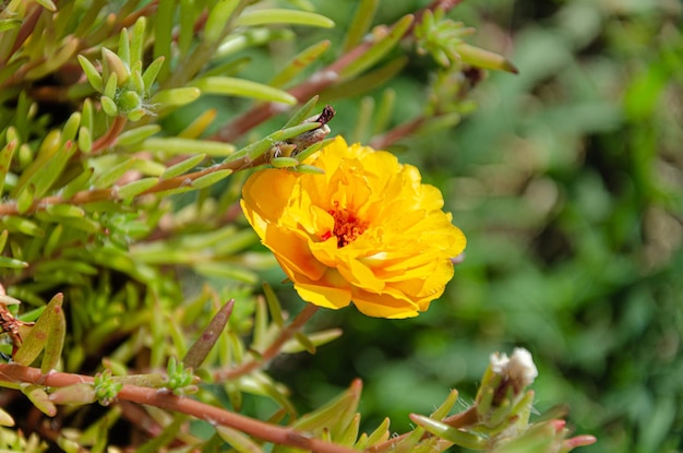 Beautiful multi-colored purslane flowers in the garden on a summer day. The beauty and diversity of