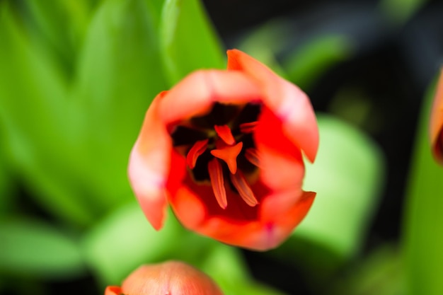 Beautiful multi colored tulip growing in the greenhouse on springtime as flowers concept