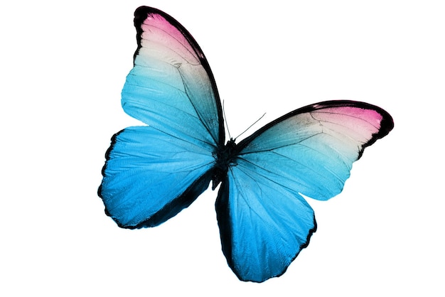 beautiful multicolor butterfly isolated on white background
