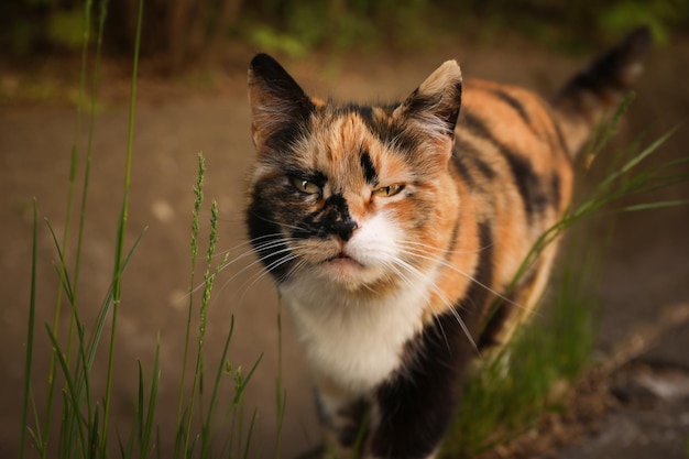 春の日に屋外を歩く美しい多色猫