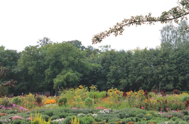 Beautiful multicolor in the summer garden