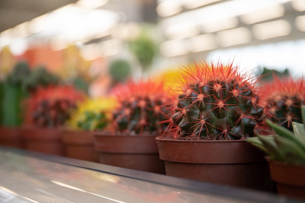 Beautiful multicolored cacti in a flower shop