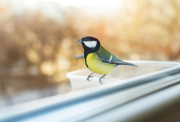 A beautiful multicolored chickadee is eating in a bird feeder she made herself. Bird care concept in winter.