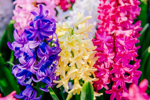 Beautiful multicolored hyacinths. Holland. Keukenhof Flower Park.