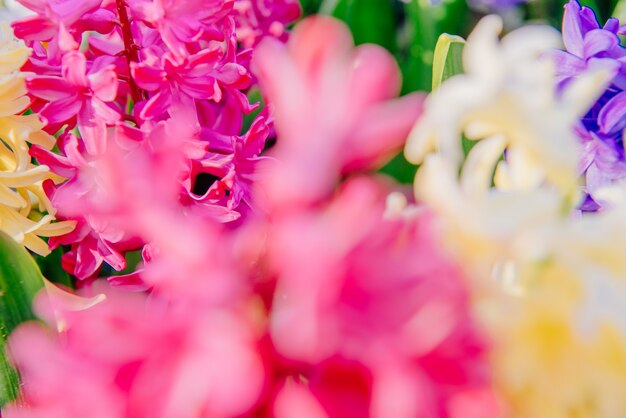 Bellissimi giacinti multicolori. olanda. parco dei fiori di keukenhof.