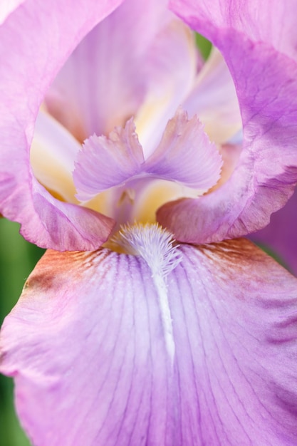 Beautiful multicolored iris flower bloom in the garden. Close up, fragility and summer concept.