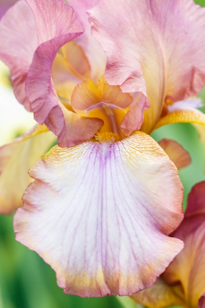 Beautiful multicolored iris flower bloom in the garden.