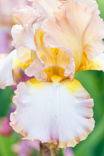 Foto bella fioritura multicolore del fiore dell'iride nel giardino.