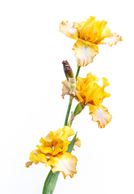 Beautiful multicolored iris flower isolated in white.