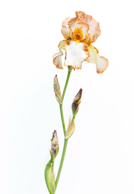 Beautiful multicolored iris flower isolated in white.