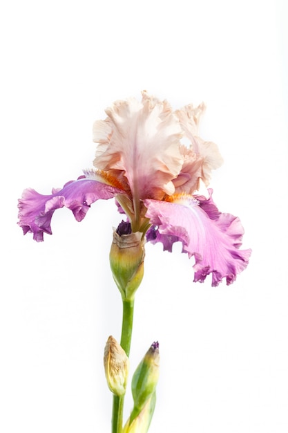 Beautiful multicolored iris flower isolated in white.