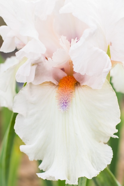 Beautiful multicolored iris flower.