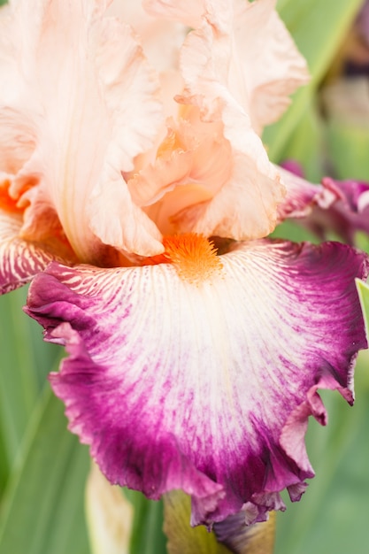 Beautiful multicolored iris flower.