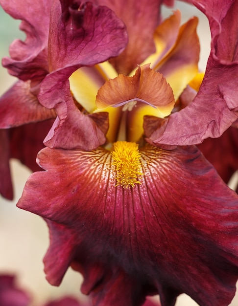 美しい色とりどりのアイリスの花