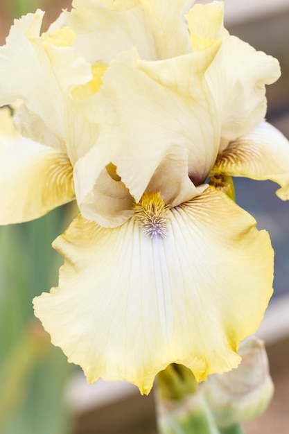 Beautiful multicolored iris flower.