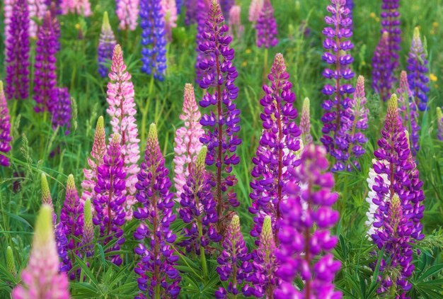 春の緑の牧草地にルピナスの花の美しい色とりどりの自然な背景