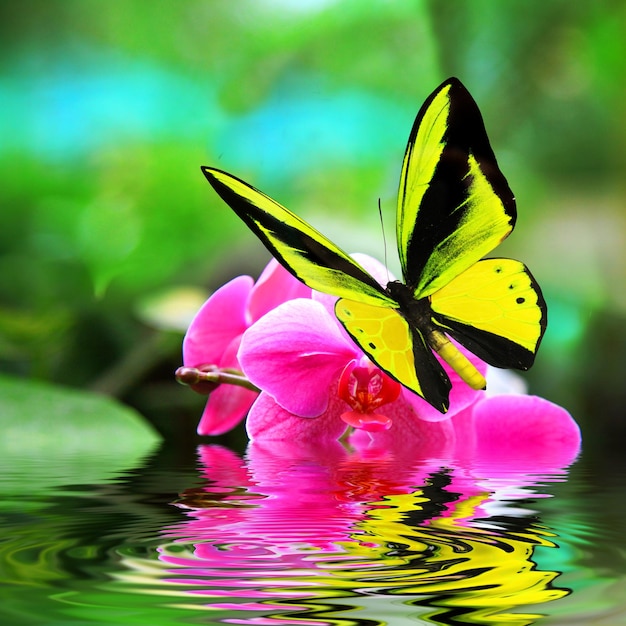 Beautiful multicolored real butterfly flying on a green\
background